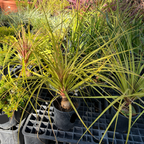 Pony Tail Palm