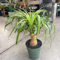 Pony Tail Palm
