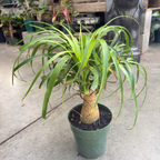 Pony Tail Palm