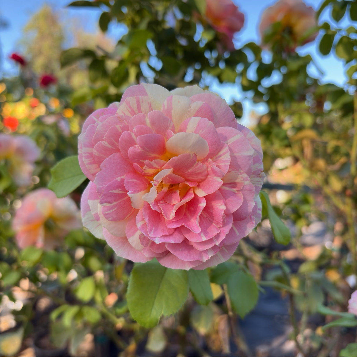 Pop Art™ Grandiflora Rose
