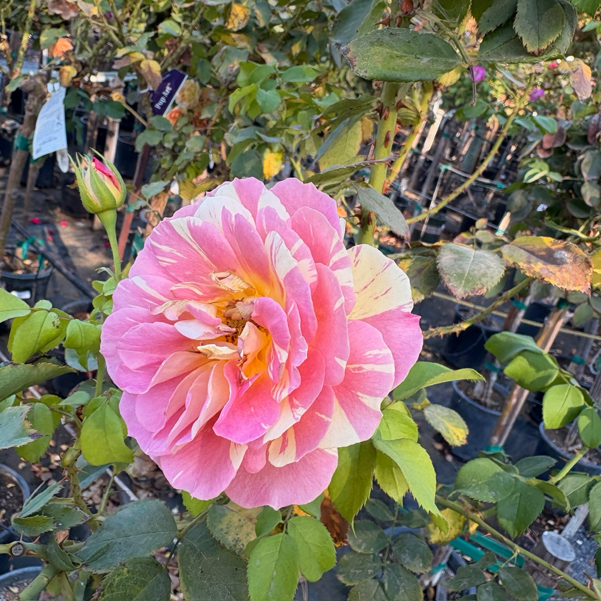 Pop Art™ Grandiflora Rose