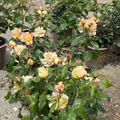 Pop Art™ Grandiflora Rose