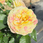 Pop Art™ Grandiflora Rose