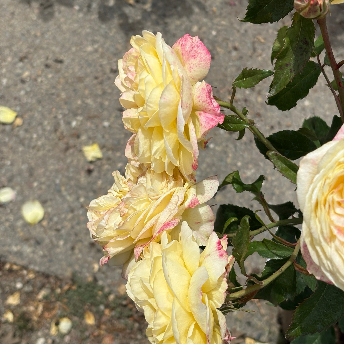 Pop Art™ Grandiflora Rose
