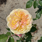 Pop Art™ Grandiflora Rose
