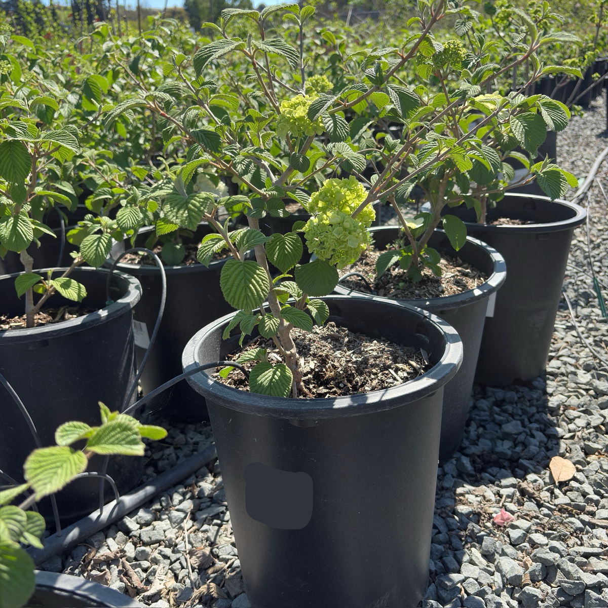 can you plant a snowball bush in a pot Popcorn Japanese Snowball Viburnum – Spring Blooming Ornamental Shrub – Victory Nursery