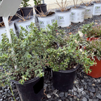 Popcorn Maritime California Lilac