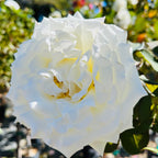 Pope John Paul II Hybrid Tea Rose