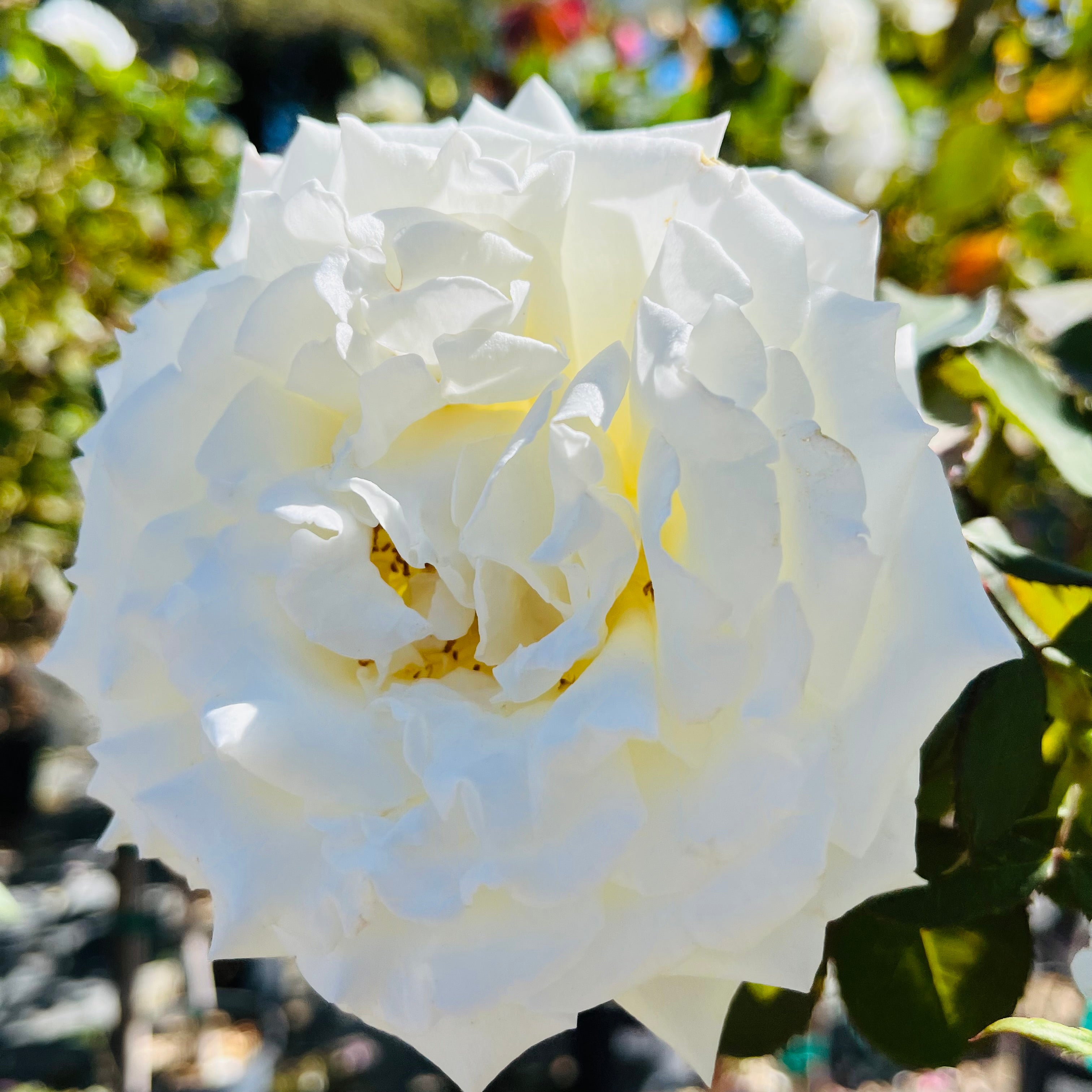 Pope John Paul II Hybrid Tea Rose