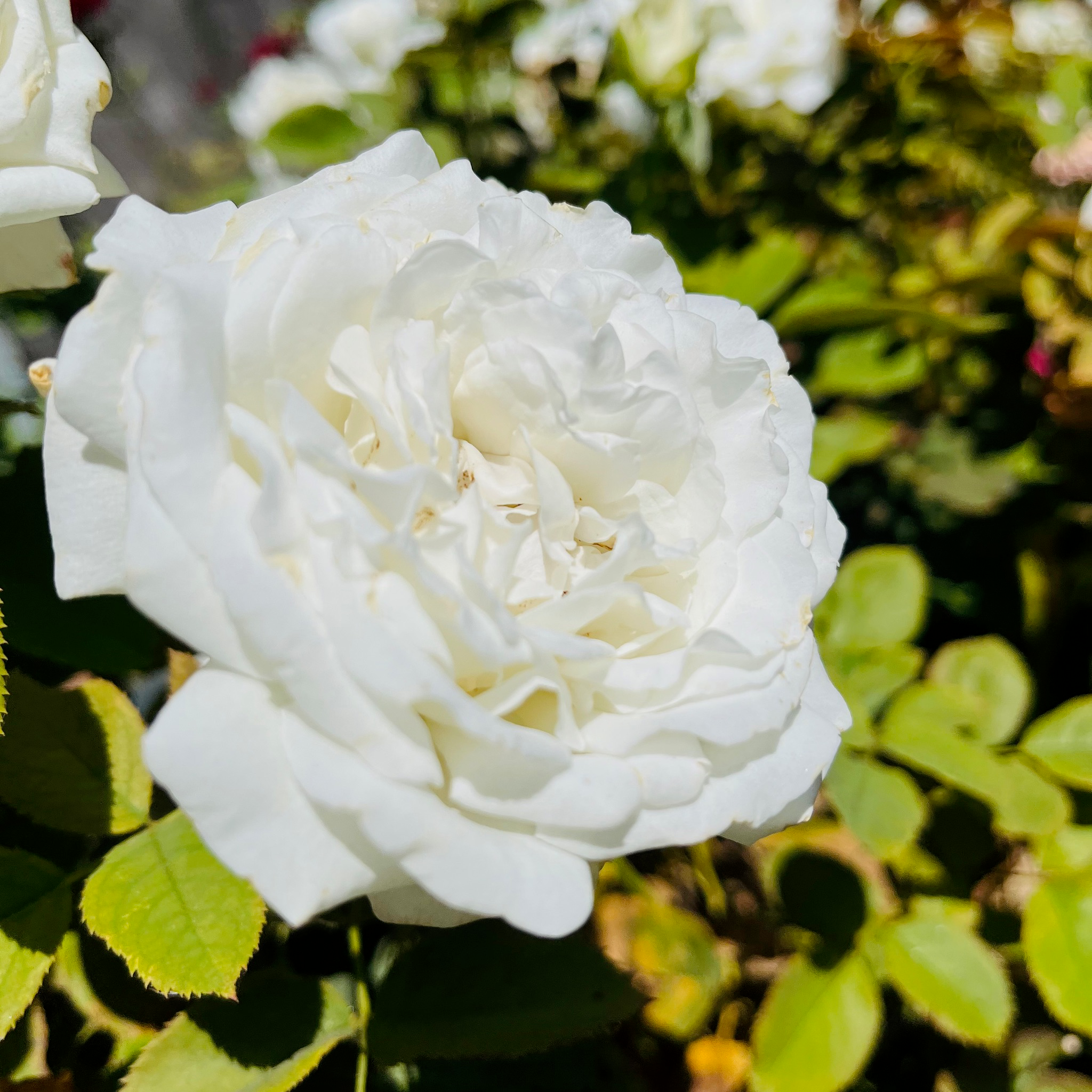 Pope John Paul II Hybrid Tea Rose