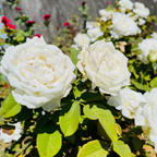 Pope John Paul II Hybrid Tea Rose