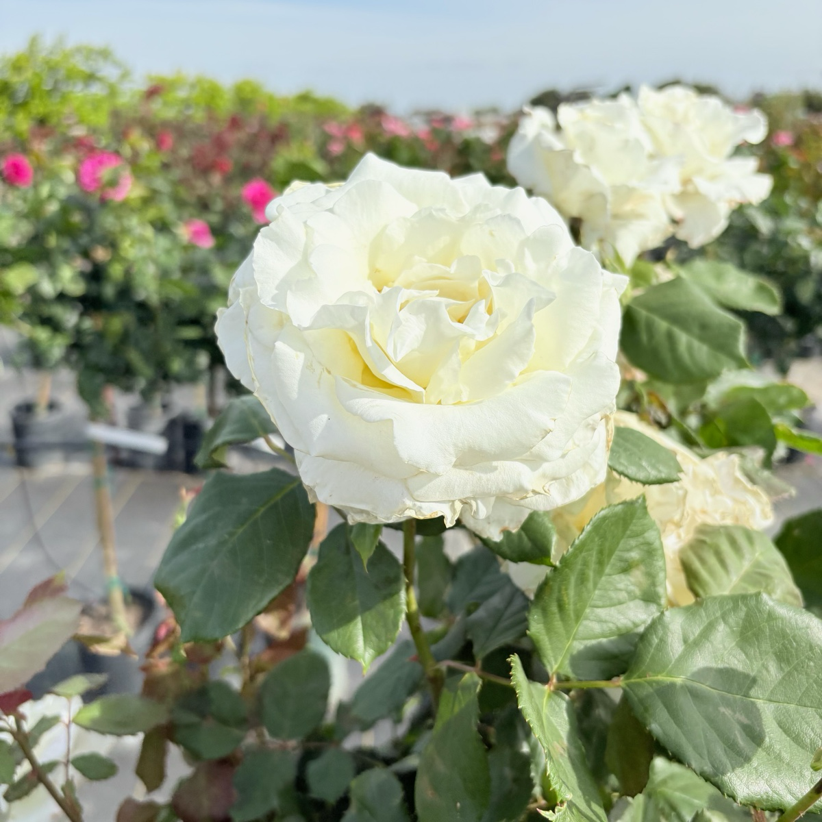 Pope John Paul II Hybrid Tea Rose