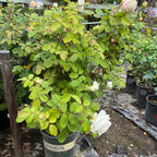 Pope John Paul II Hybrid Tea Rose