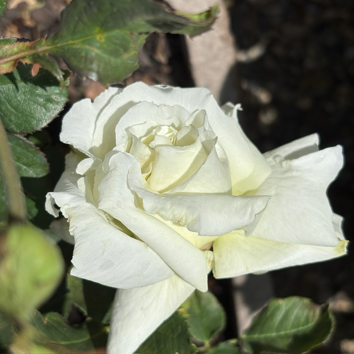 Pope John Paul II Hybrid Tea Rose