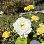 Pope John Paul II Hybrid Tea Rose