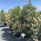Portugal Laurel