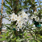 Potato Vine