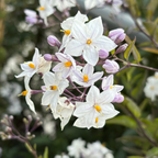 Potato Vine