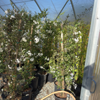  Potato Vine