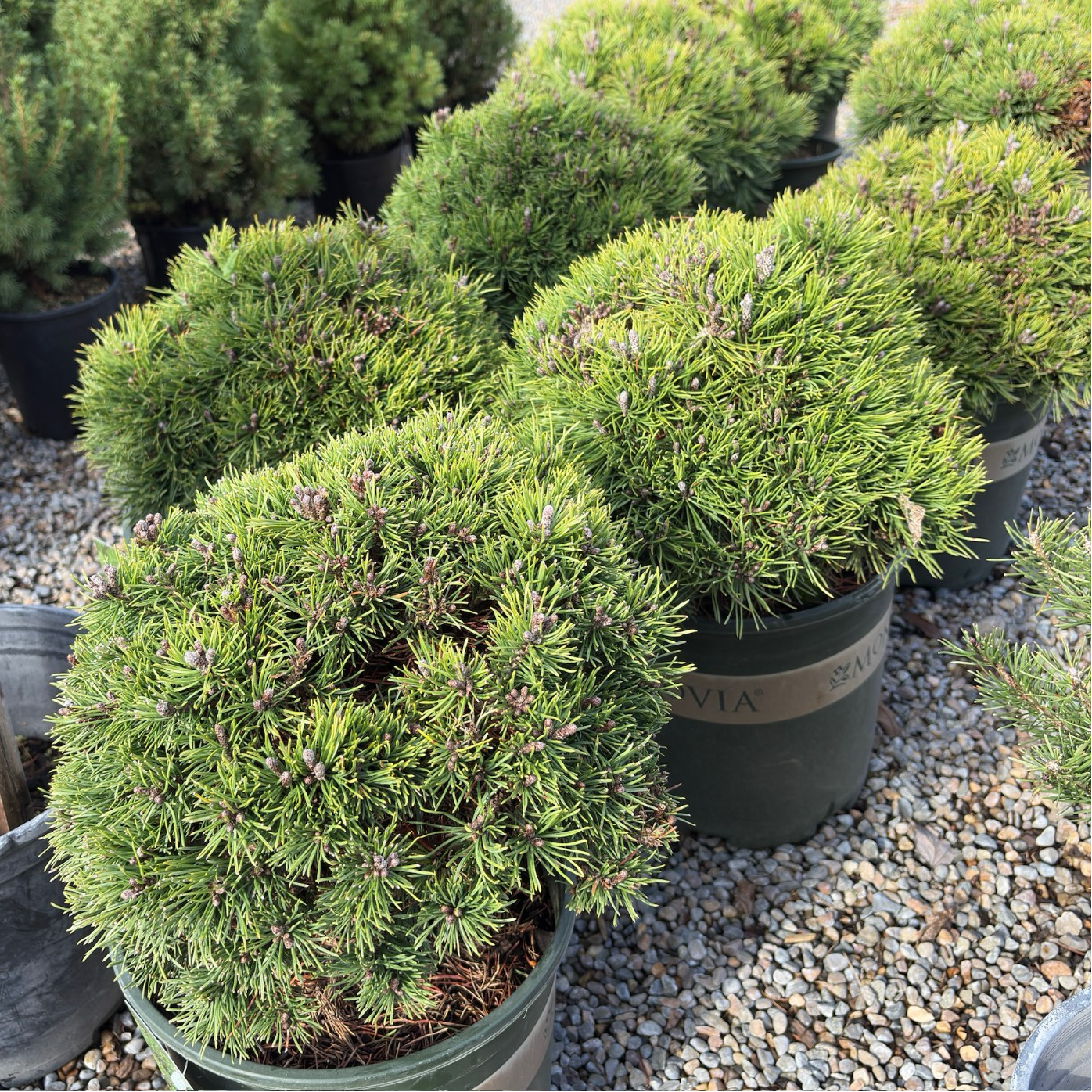 Potted Dwarf Mugo Pine (Pinus mugo var. pumilio) in the victory nursery