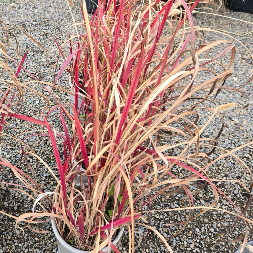 Potted Japanese Blood Grass (Imperata cylindrica ‘Rubra’)  with red and green foliage on a gravel surface