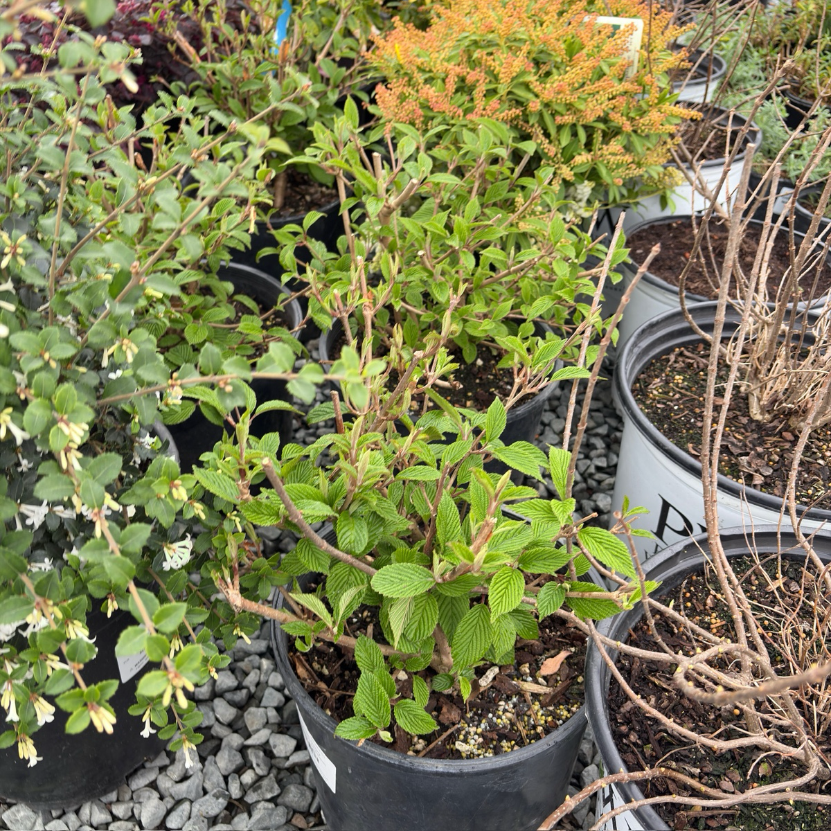 Potted Popcorn Japanese Snowball (Viburnum plicatum 'Popcorn') in victory nursery setting with various sizes and stages of growth.