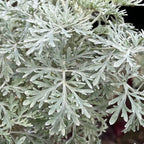 Powis Castle Wormwood