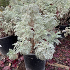 Powis Castle Wormwood