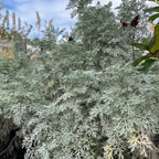 Powis Castle Wormwood