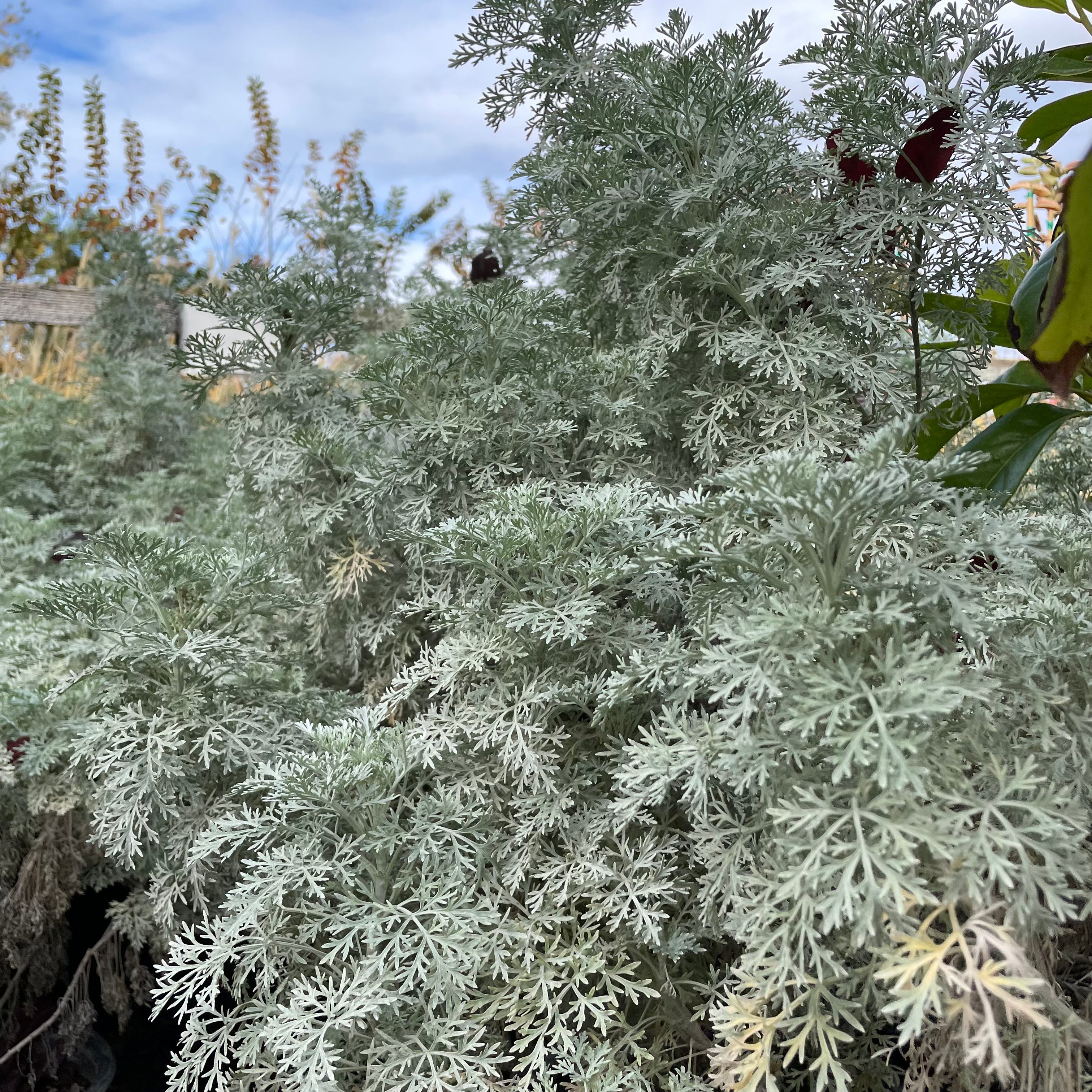 Powis Castle Wormwood