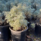 Powis Castle Wormwood