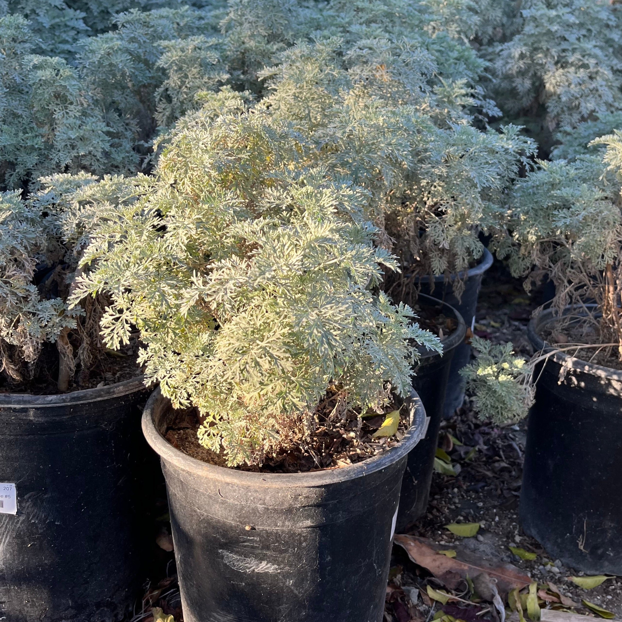 Powis Castle Wormwood