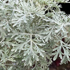 Powis Castle Wormwood
