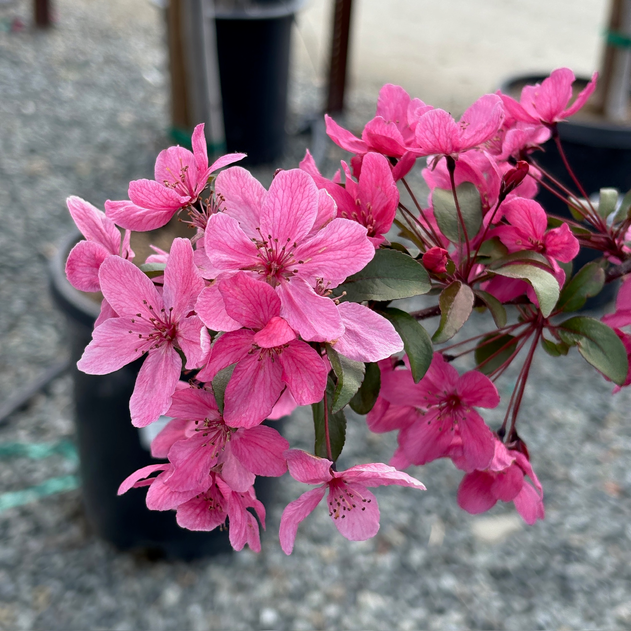 Prairifire Flowering Crabapple