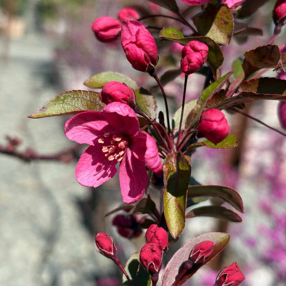Prairifire Flowering Crabapple