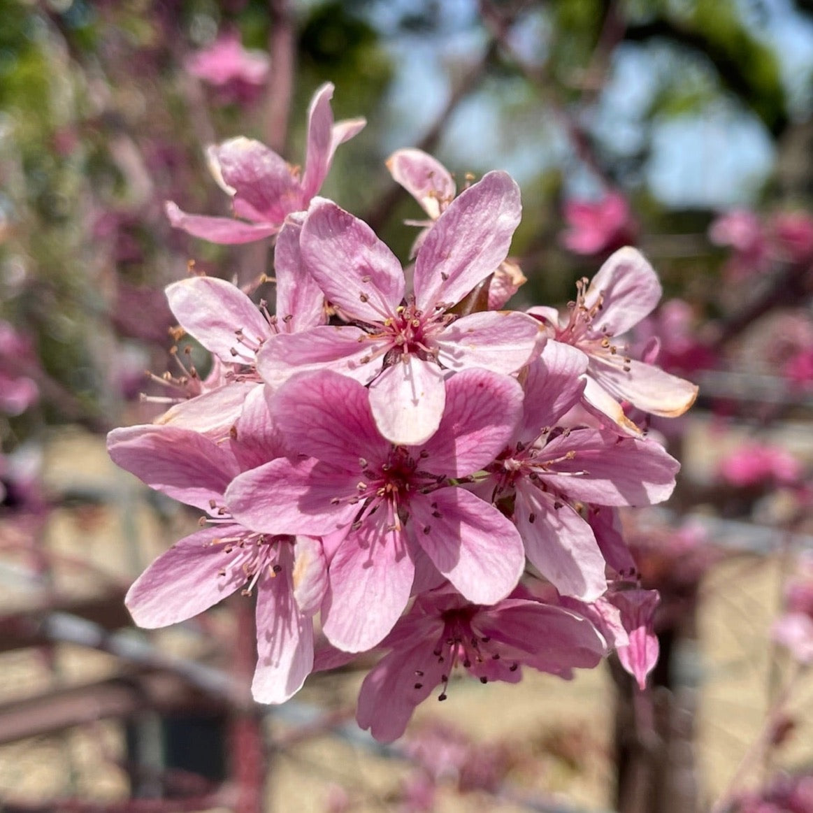 Prairifire Flowering Crabapple