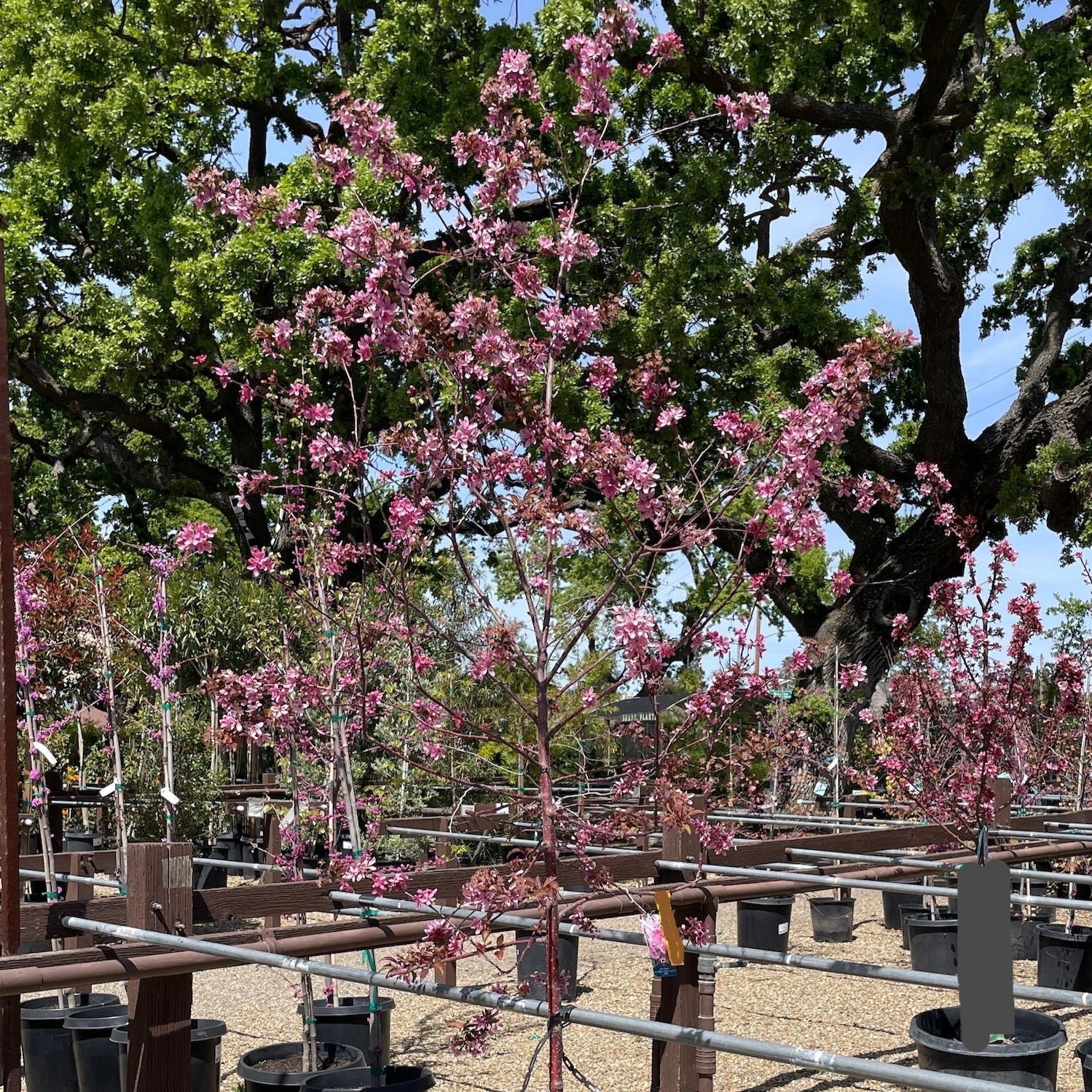 Prairifire Flowering Crabapple