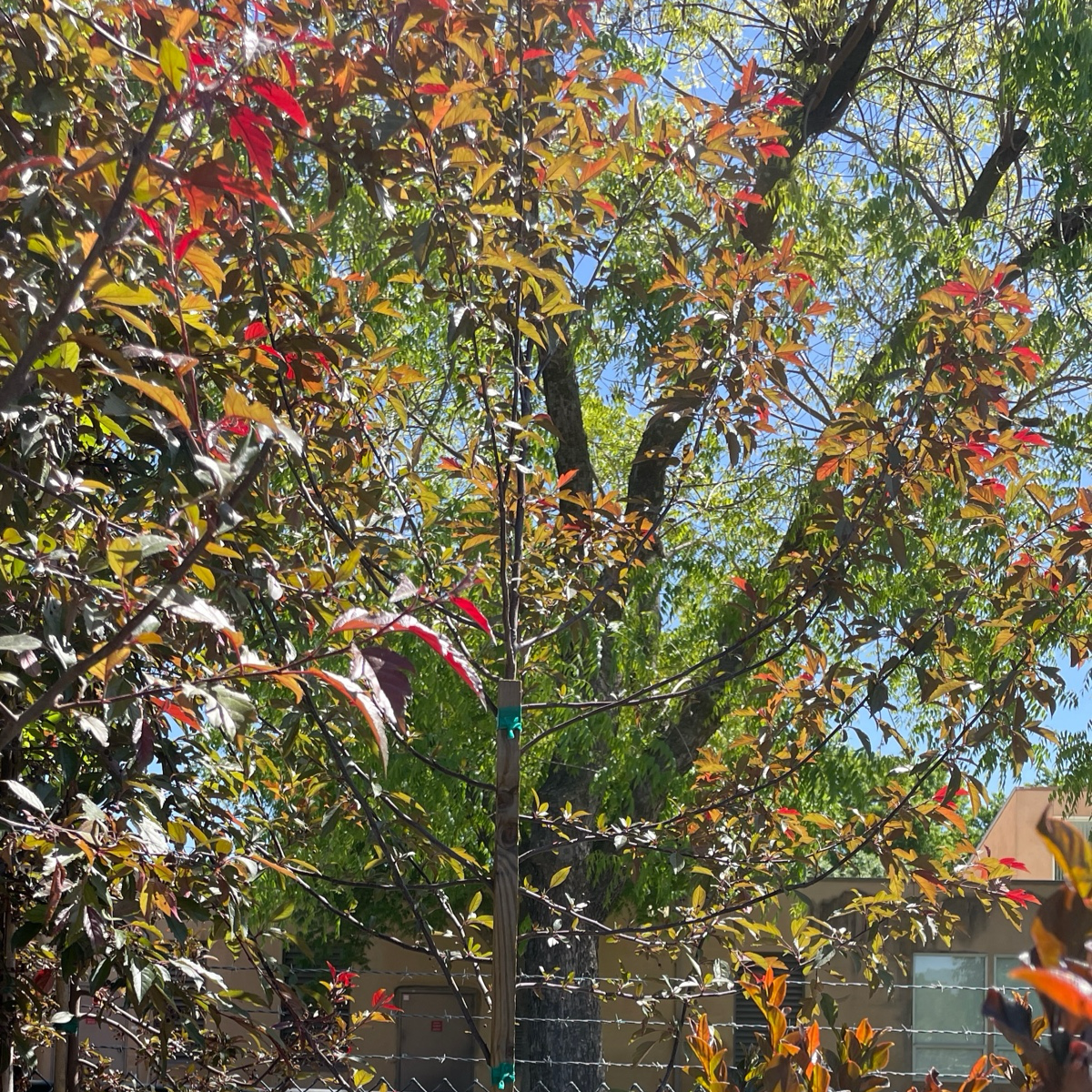Prairifire Flowering Crabapple