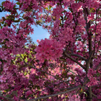 Prairifire Flowering Crabapple