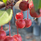 Prairifire Flowering Crabapple