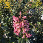 Pretty Princess Escallonia