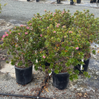 Pretty Princess Escallonia