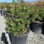 Pretty Princess Escallonia