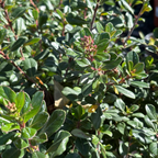 Pretty Princess Escallonia