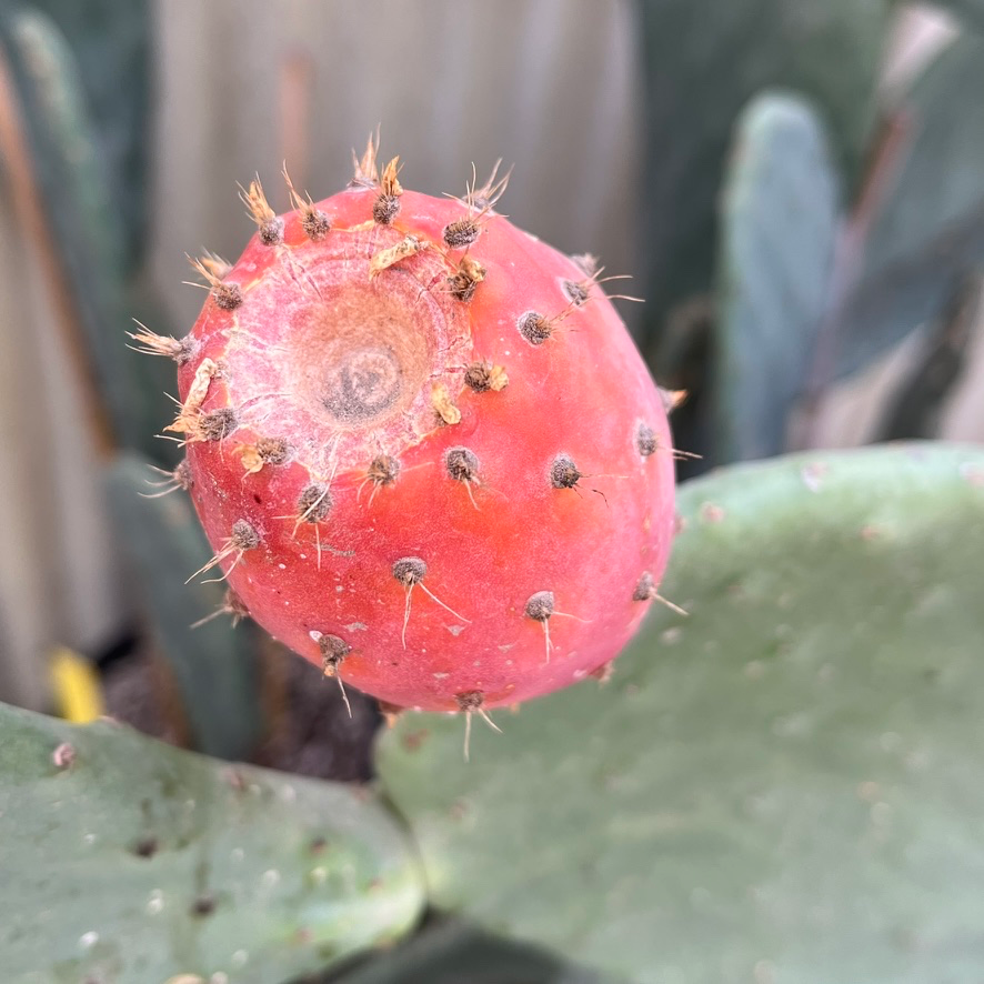 red prickly pear cactus Prickly Pear Cactus