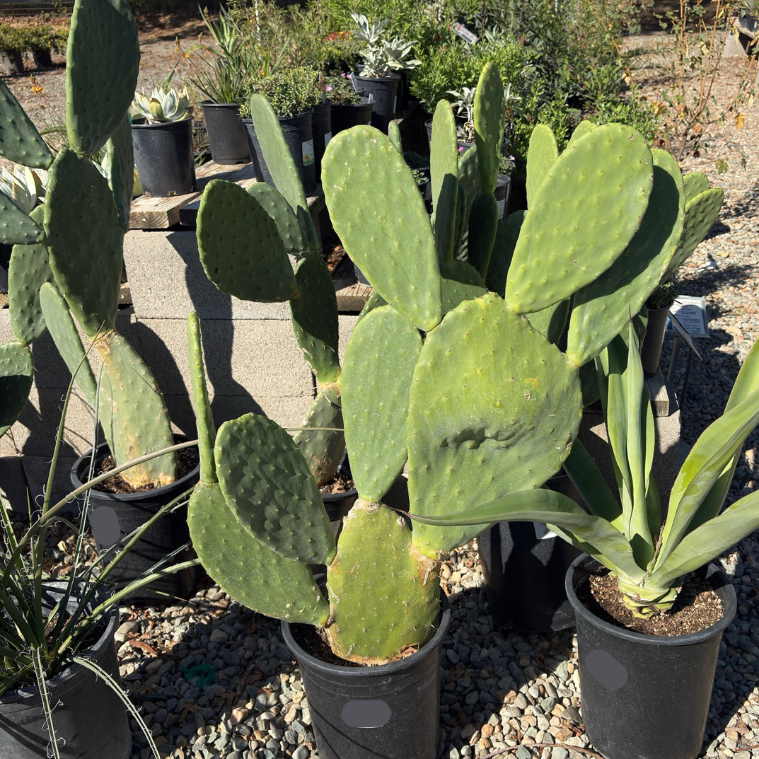 prickly pear cactus size Prickly Pear Cactus