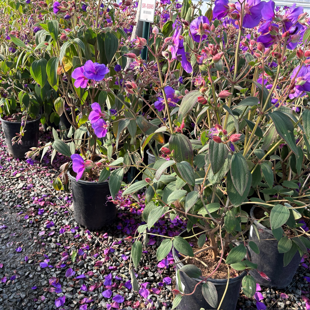 Princess Flower Flower Shrub