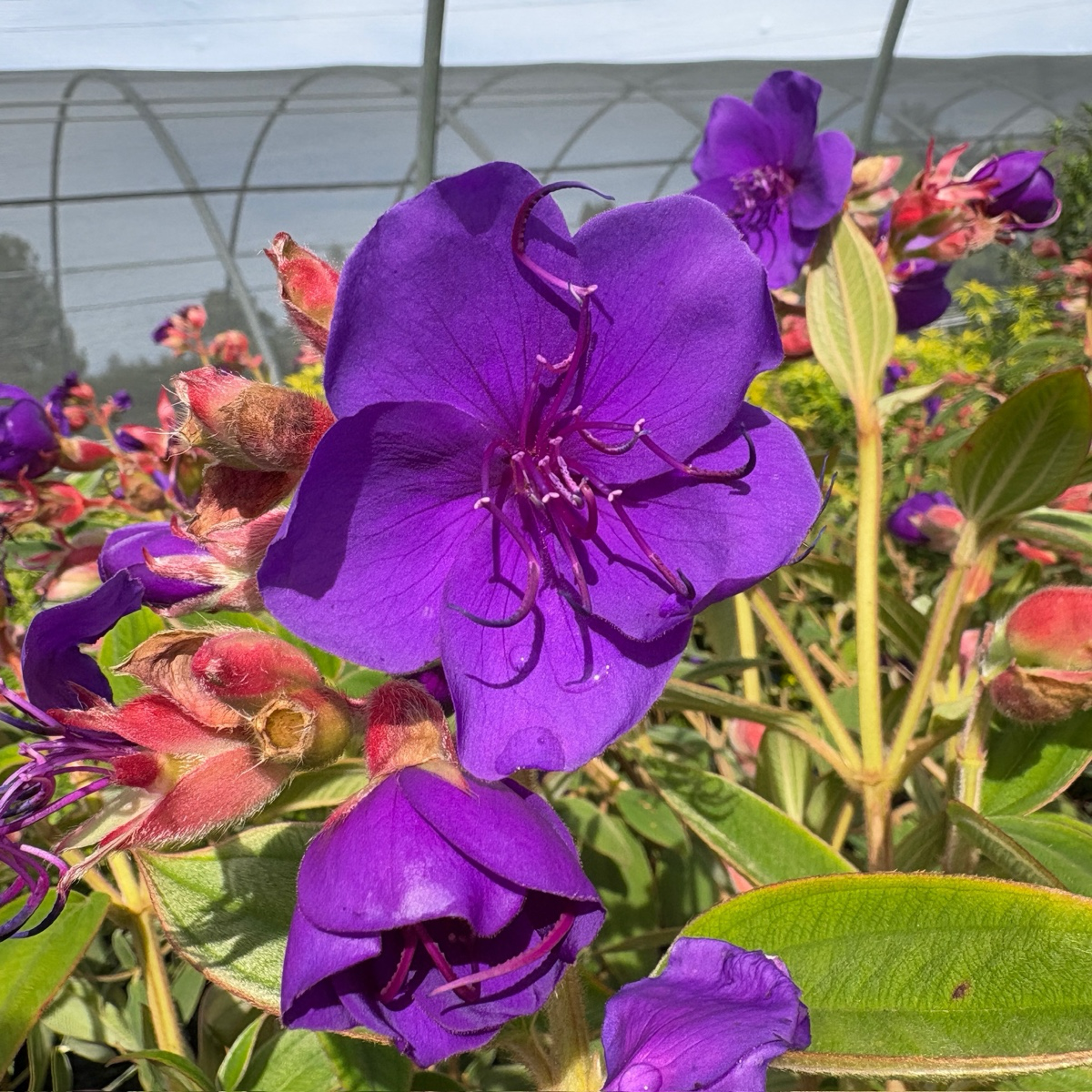 Princess Flower Flower Shrub