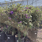Princess Flower