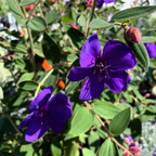 Princess Flower